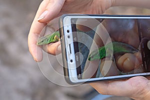 Green lizard in the hands of a girl