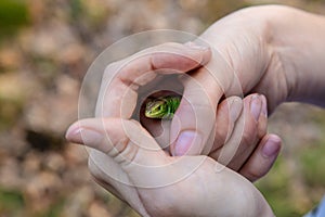 Green lizard in the hands of a girl