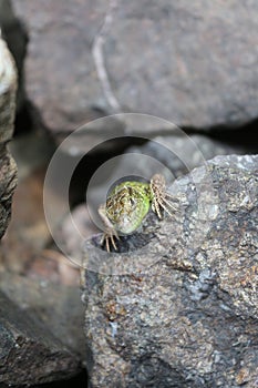 Green lizard hiding behind a rock