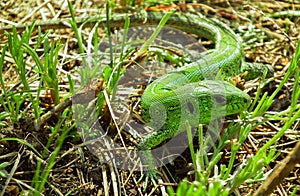 Green lizard hiding in the grass close up