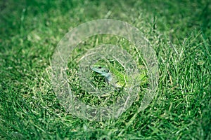Green lizard hiding in the grass and looking