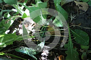 Green lizard hiding in the green grass