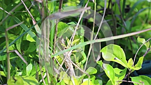 Green lizard hiding in the green shrub	