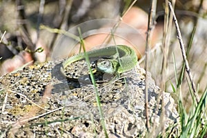 Green lizard in his natural habitat surrounded by thin twigs