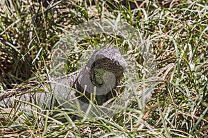 Green lizard hunting in grass