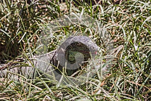 Green lizard hunting in grass