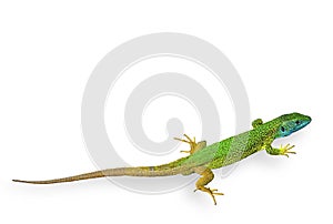 Green Lizard Isolated