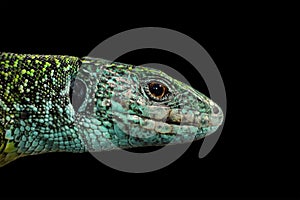 Green lizard isolated portrait