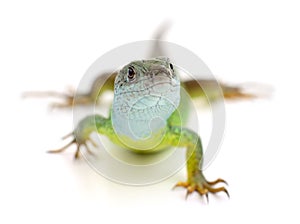 Green lizard isolated