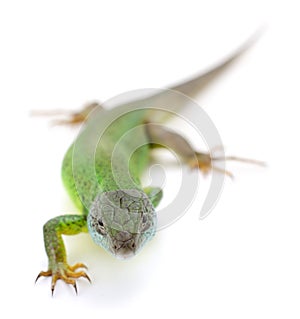 Green lizard isolated