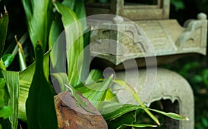 Green Lizard in Japanese Garden