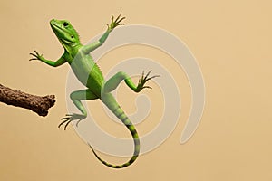 A green lizard jumps to a branch.
