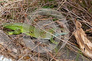 A green lizard - Lacerta bilineata