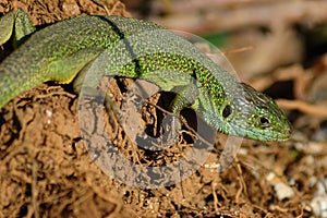 Green lizard (Lacerta bilineata)