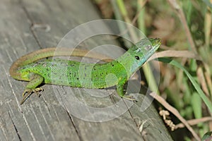 Green lizard (Lacerta bilineata)