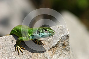Green lizard / Lacerta viridis