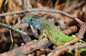 Green lizard (lacerta viridis)