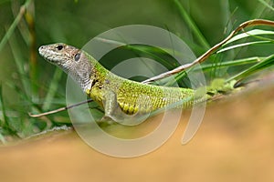 Green lizard Lacerta viridis, female