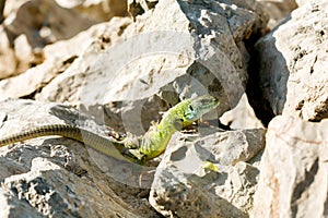 Green lizard - Lacerta viridis sheds its skin