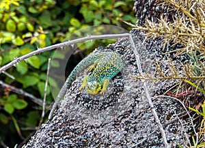 Green lizard Lacerta Viridis sitting on a stone photo