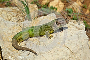Green Lizard Lacerta viridis