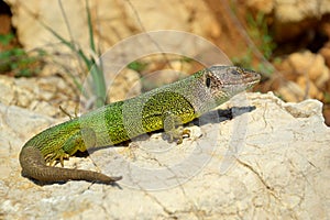 Green Lizard Lacerta viridis