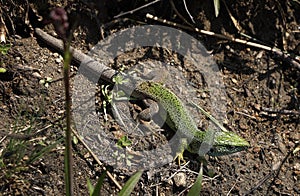 A green lizard Lacerta virilis