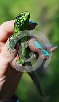 Green lizard or lacertian in the girl`s hand with green nail polish