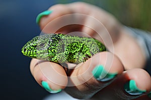 Green lizard or lacertian in the girl`s hand with green nail polish