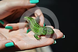 Green lizard or lacertian on the girl`s palm