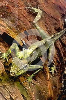 A green lizard is laying on a brown log Insect Floral Cameron Hi