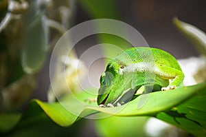 Green lizard on a leaf in Hawai