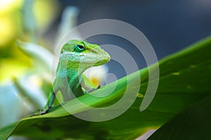 Green lizard on a leaf in Hawai