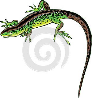 Green lizard with a long tail smiles