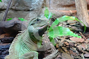 Green lizard looking for something on the ground