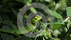A green lizard looking at something