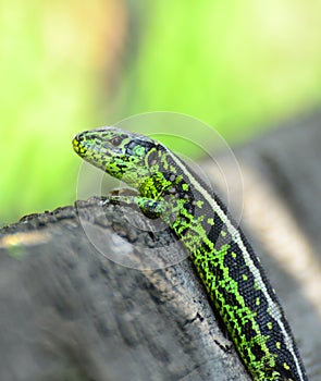Green lizard macro shot