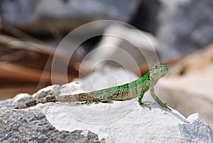 Green Lizard, Mexico
