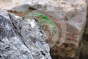 Green Lizard, Mexico