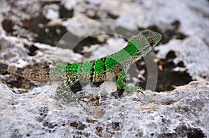 Green Lizard, Mexico