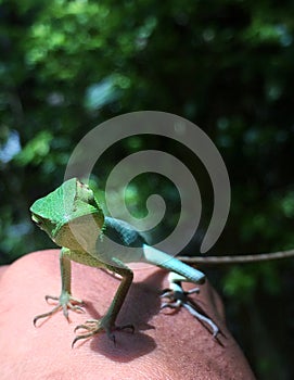 green lizard. on my hand