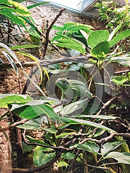Green lizard is perched on a leafy branch