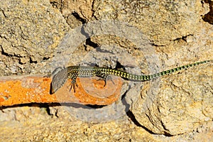 green lizard ,Podarcis Muralis , sunbathing on a stone wall