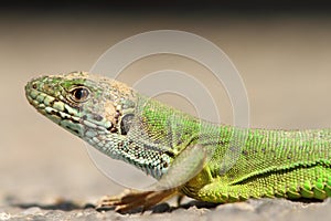 Green lizard portrait