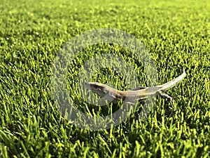 Green lizard posing on artificial turf photo