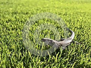 Green lizard posing on artificial turf photo