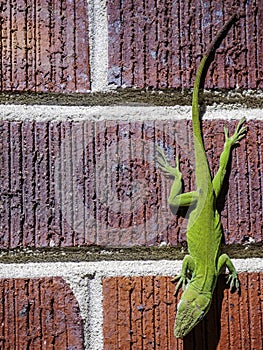 Green Lizard on Red Bricks.