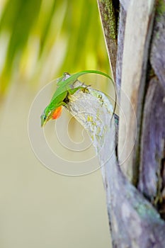green lizard with red throat dewlap on tree trunk