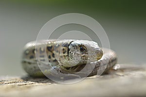 Green lizard resting at the sun.