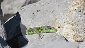 Green lizard on a rock photo